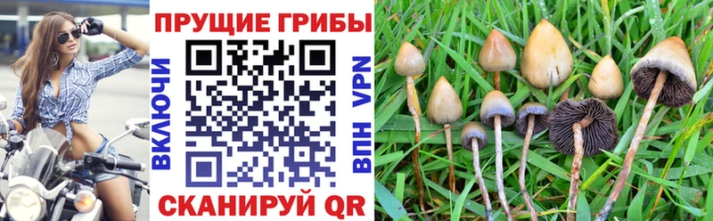 Галлюциногенные грибы Psilocybe  цены наркотик  Казань 