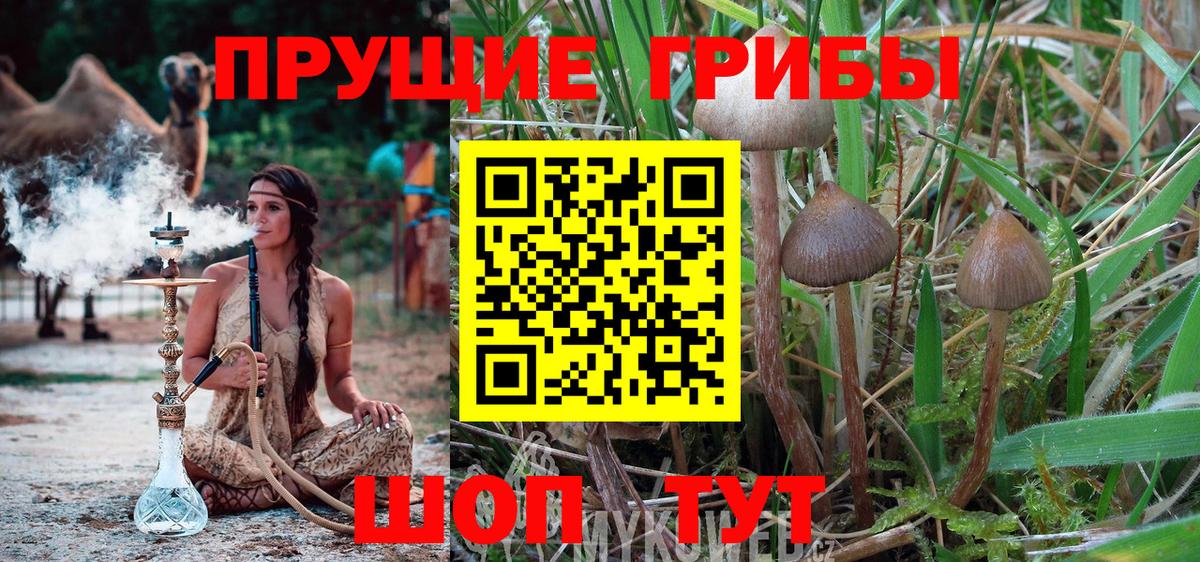 Галлюциногенные грибы GOLDEN TEACHER  Казань  Галлюциногенные грибы прущие грибы 